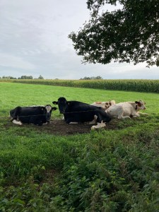Cows in a Field